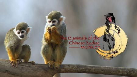 The 12 animals of the Chinese Zodiac Monkey CGTN