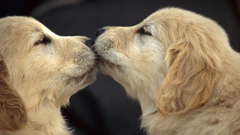 why do dogs kiss each other