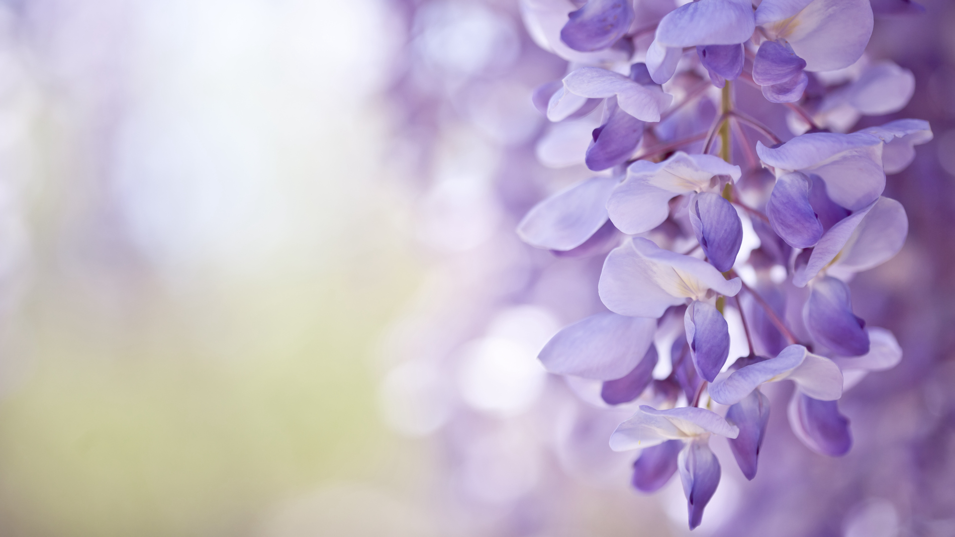 Chinese wisteria: 'Wind chimes' in dreamy purple - CGTN