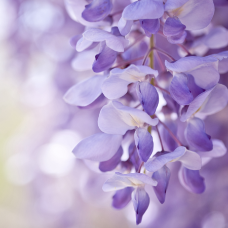 Chinese wisteria: 'Wind chimes' in dreamy purple - CGTN