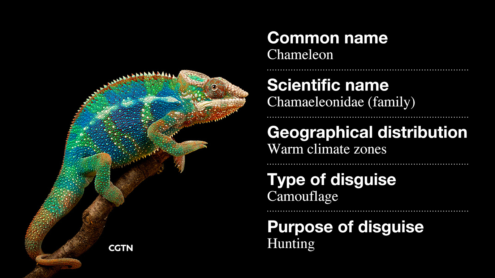 chameleon changing color national geographic