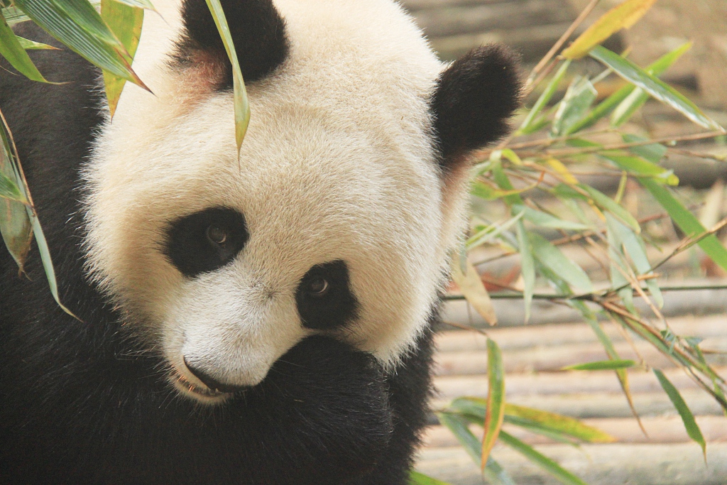 Giant Panda National Park boosts giant panda population CGTN