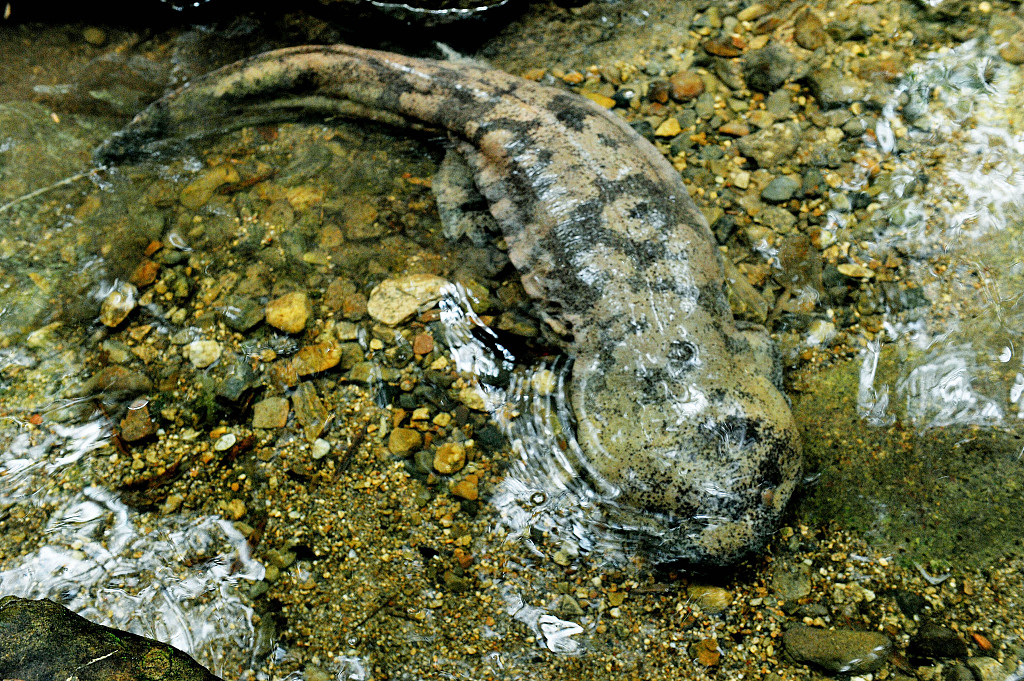 Rare Chinese Giant Salamander Spotted At Yangtze River Cgtn