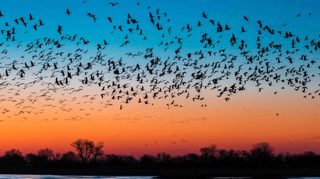 Chinese nature reserve sees over 50,000 migratory birds - CGTN