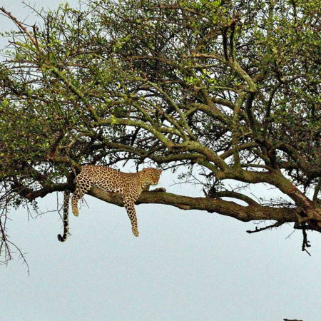 How do leopards protect their food? - CGTN