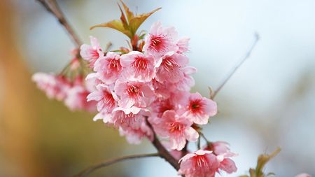 Spring is not here yet, but cherry blossoms in E China are blooming - CGTN