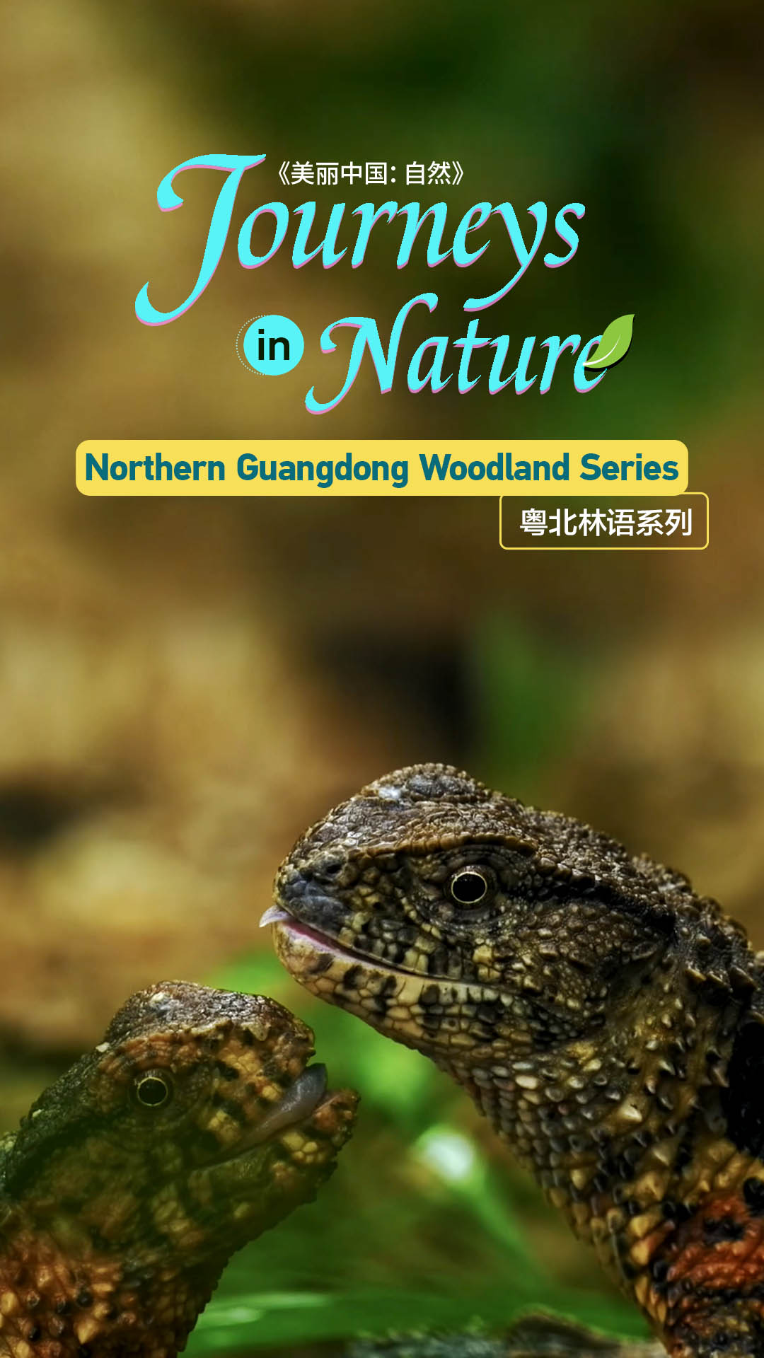Northern Guangdong Woodland Series - Journeys in Nature | CGTN