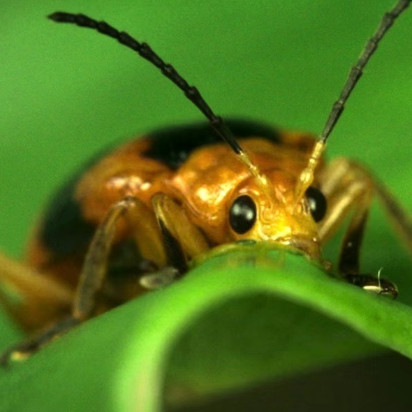 Tiin Insects Story of the Tiny Series - Journeys in Nature | CGTN
