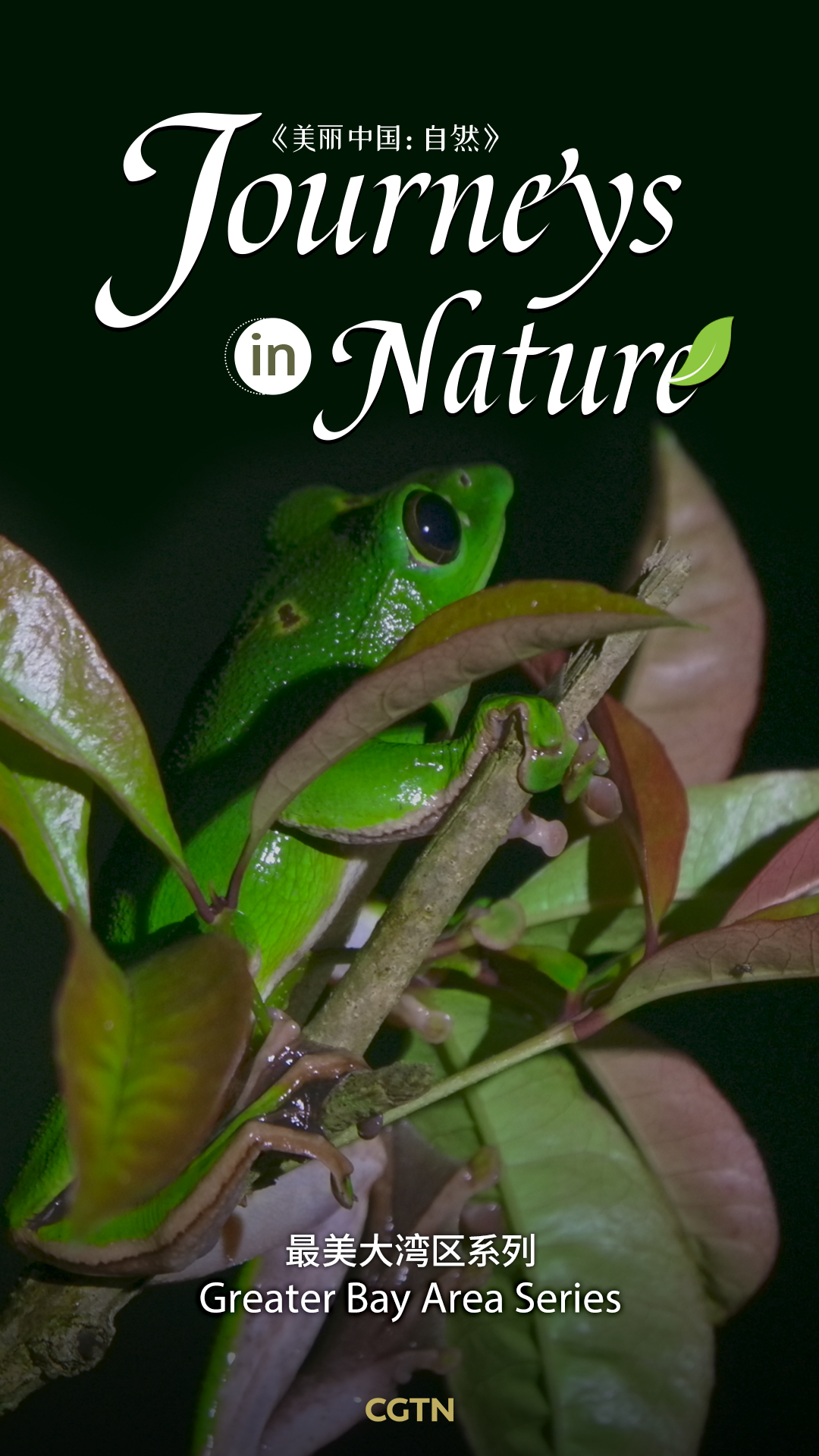 Greater Bay Area Series - Journeys in Nature | CGTN