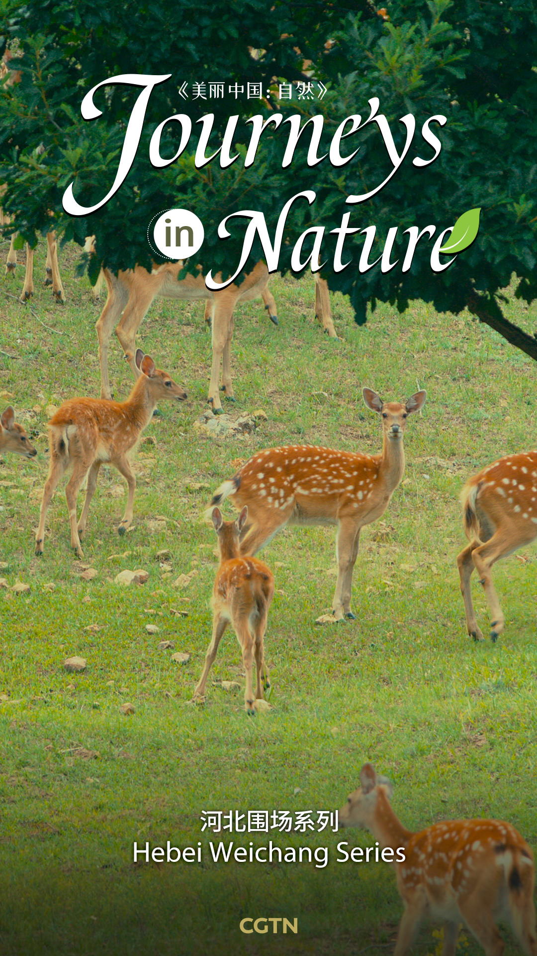 Hebei Weichang Series - Journeys in Nature | CGTN
