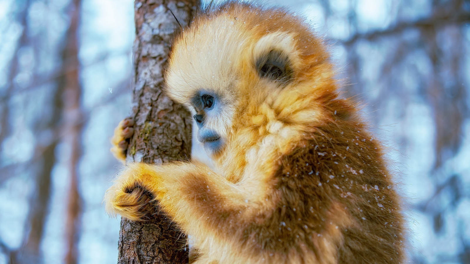 CGTN Nature