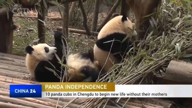 Panda Independence: 10 panda cubs in Chengdu to begin new life without ...