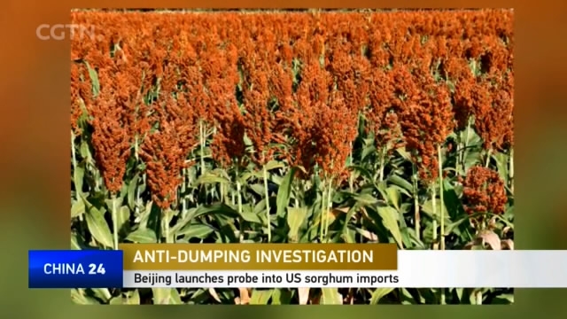 Anti Dumping Investigation Beijing Launches Probe Into Us Sorghum Imports Cgtn